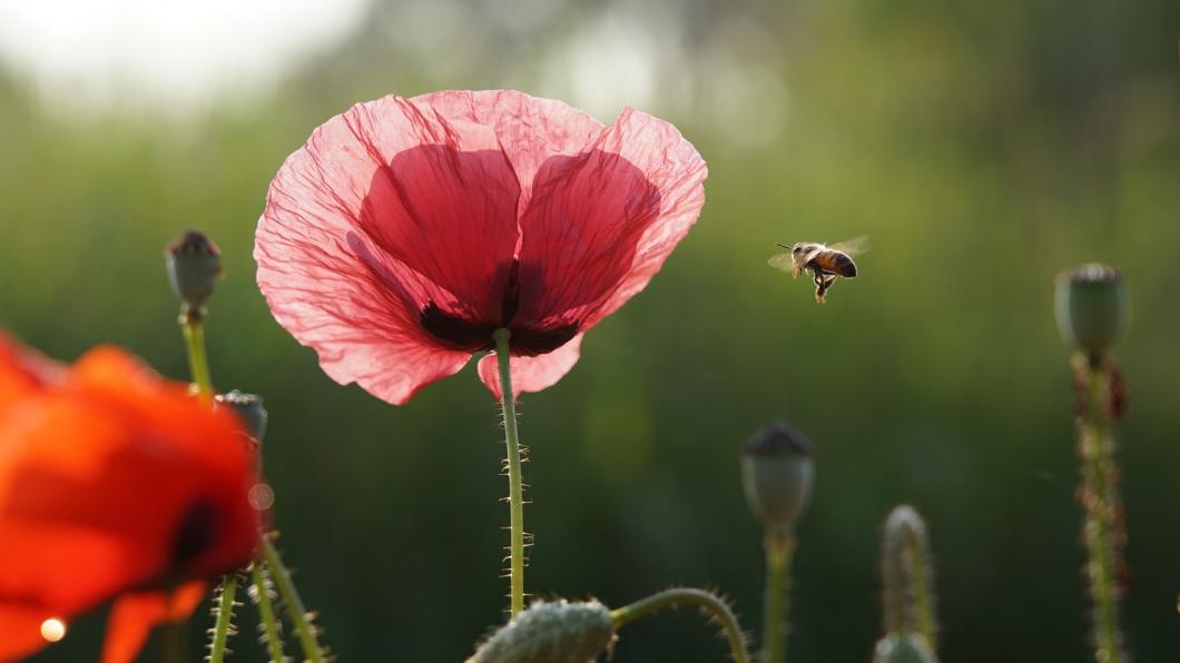 Foto: Jaesung An via Pixabay bee-4274633_1920.jpg