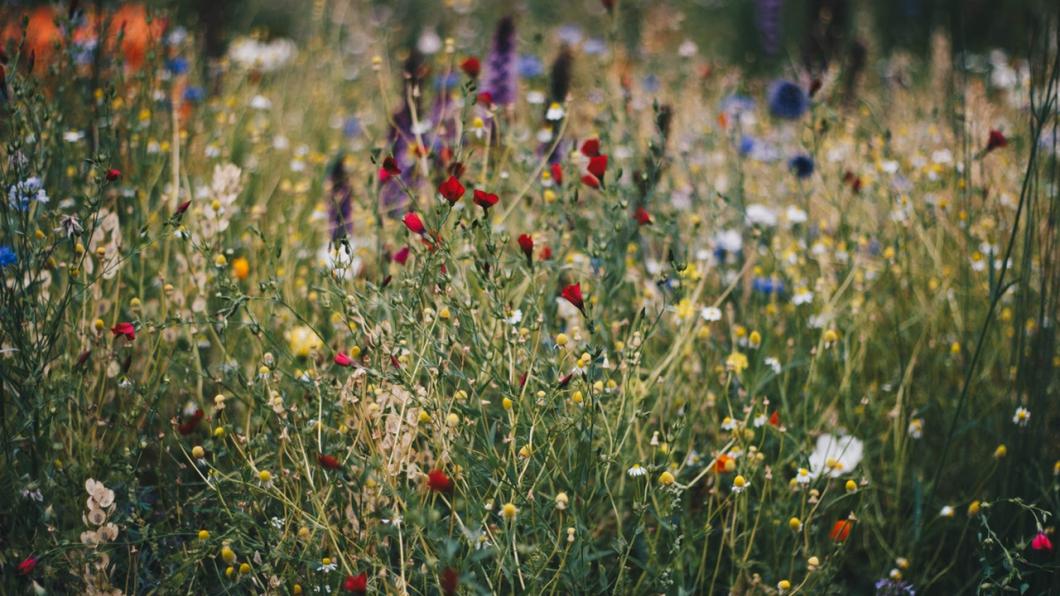 Wilde bloemen voor bijen
